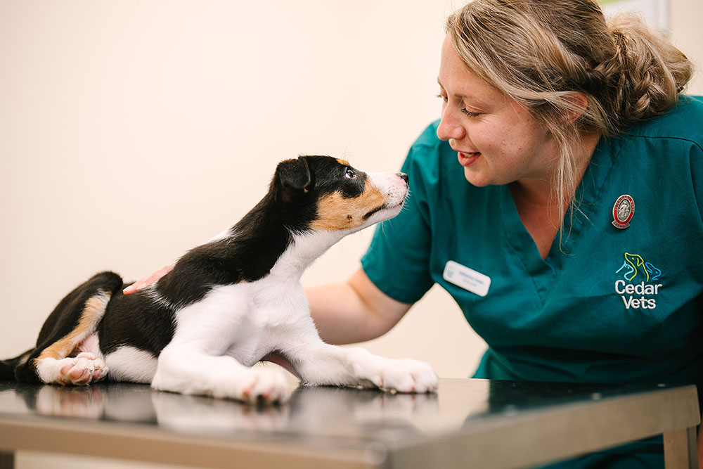 Cedar Vets Alton Surgery