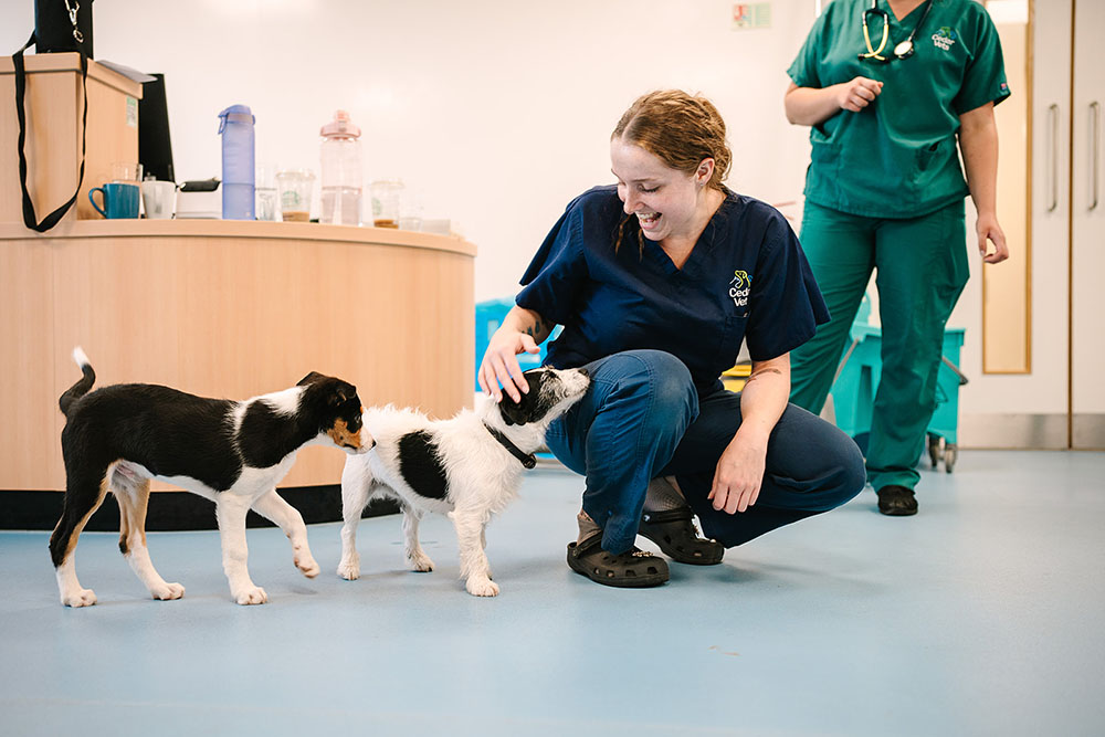 Cedar Vets Puppy Check