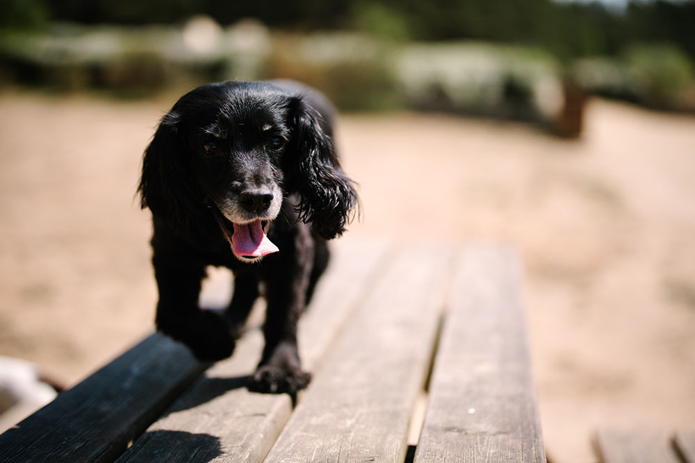 Cedar Vets Bordon Surgery