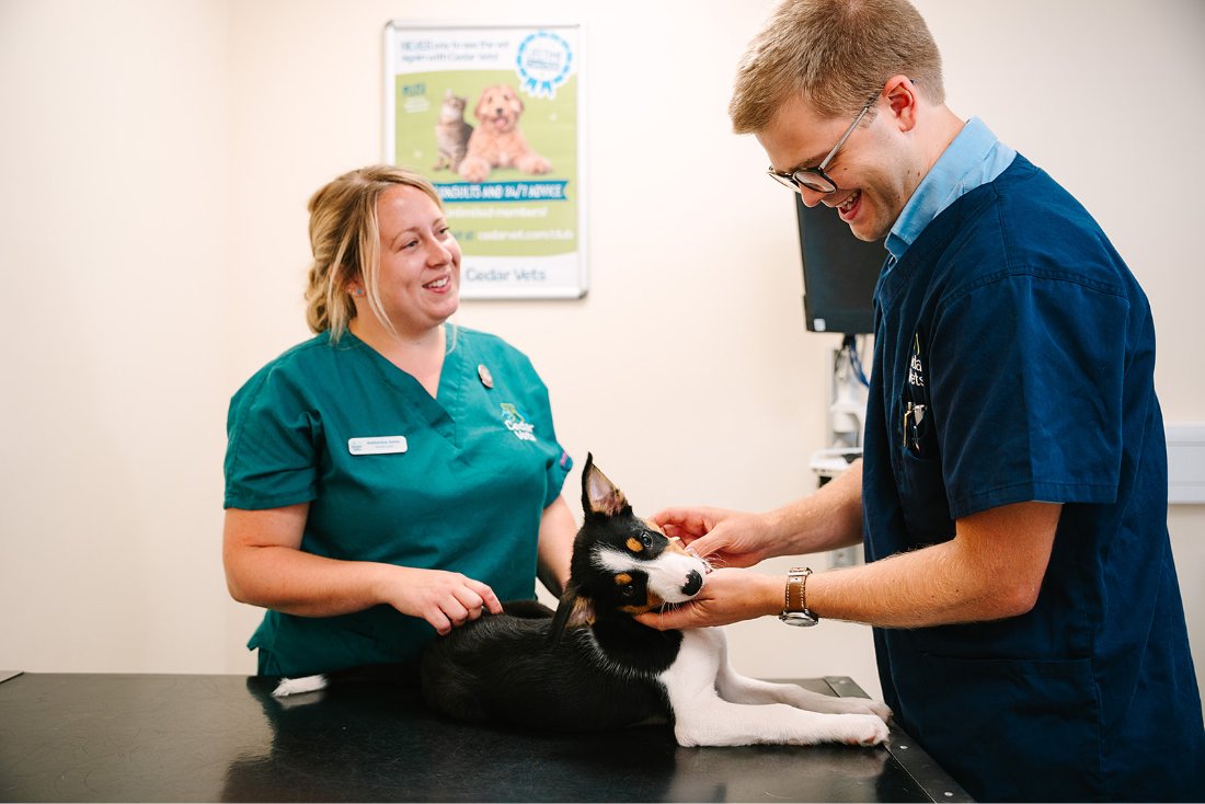 Cedar Vets Puppy Check