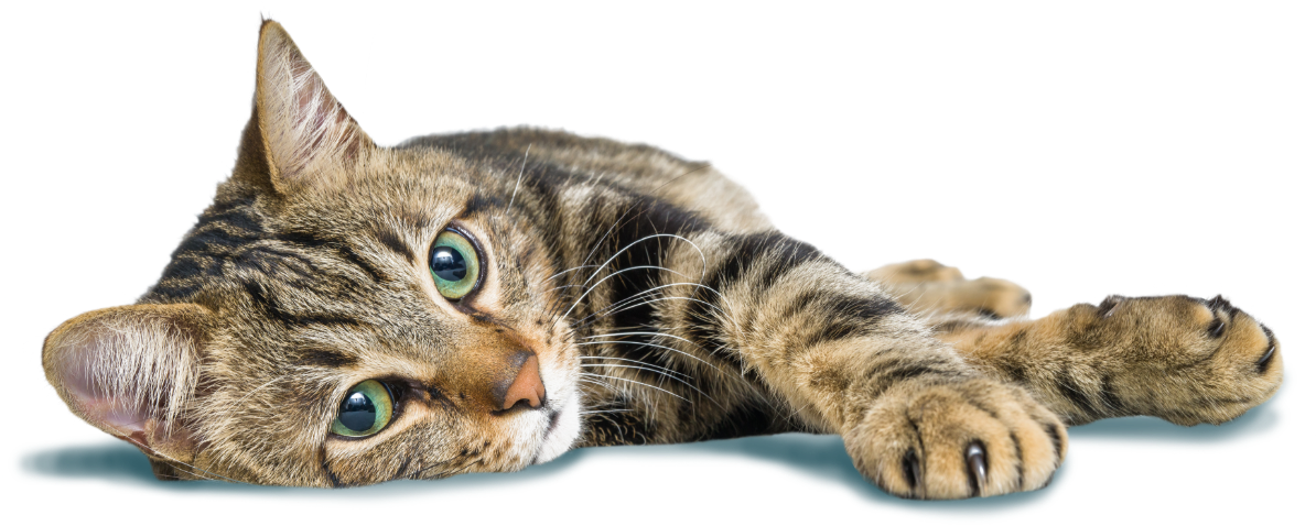 Cedar Vets Contact Cat