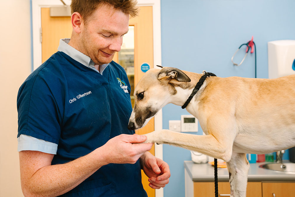 Cedar Vets Four Marks Surgery