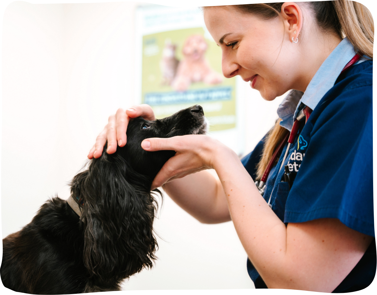A veterinarian gently examining a black cocker spaniel