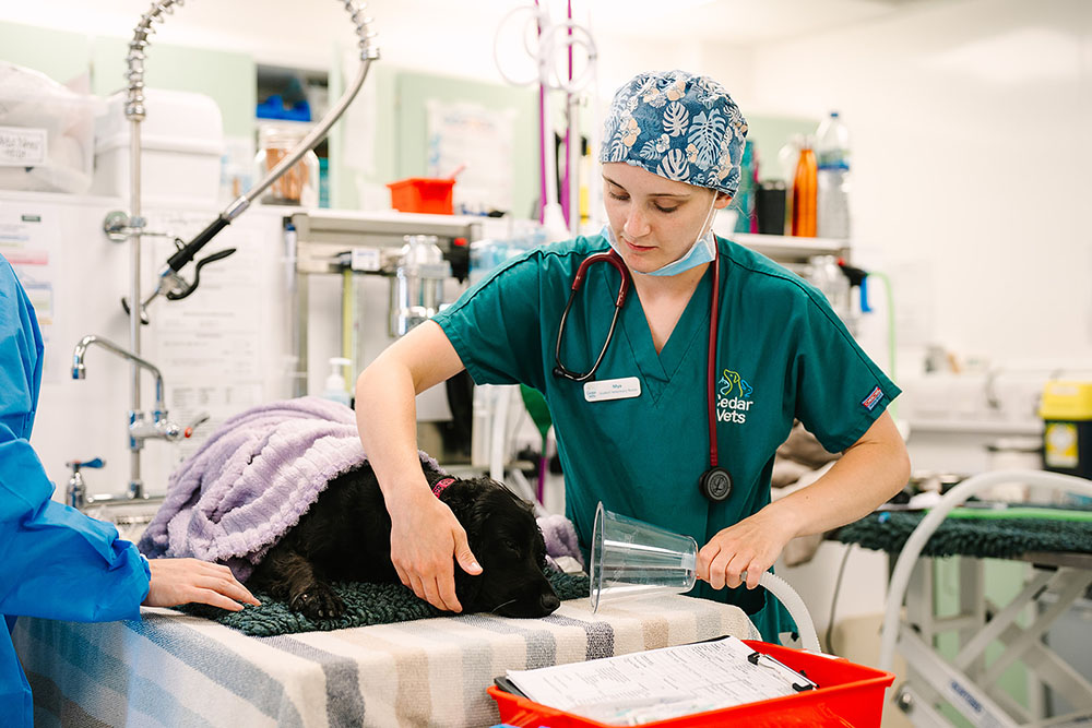 Cedar Vets Surgery