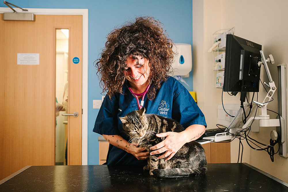 Cedar Vets Surgery