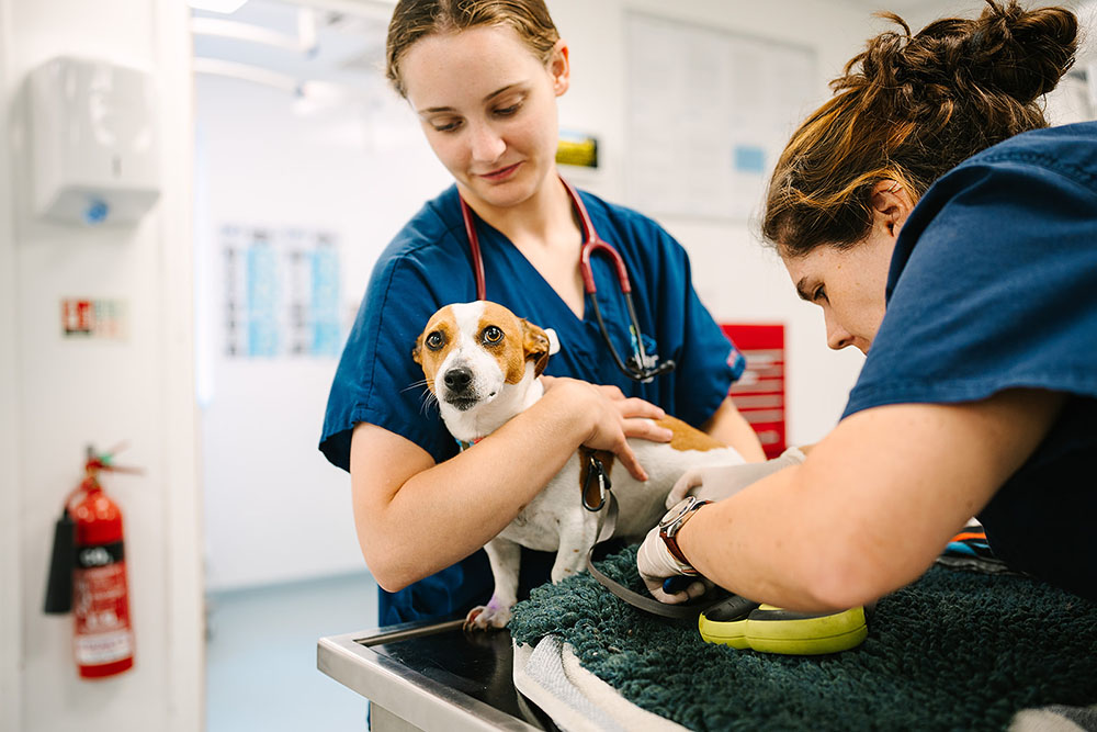 Cedars Alresford Vet Check