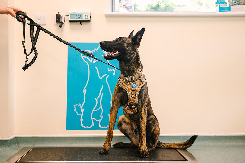 Cedar Vets Surgery
