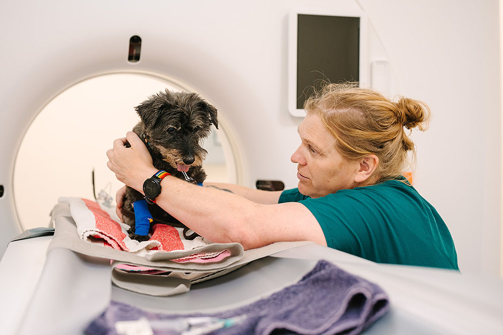 Cedars Alton Vet check