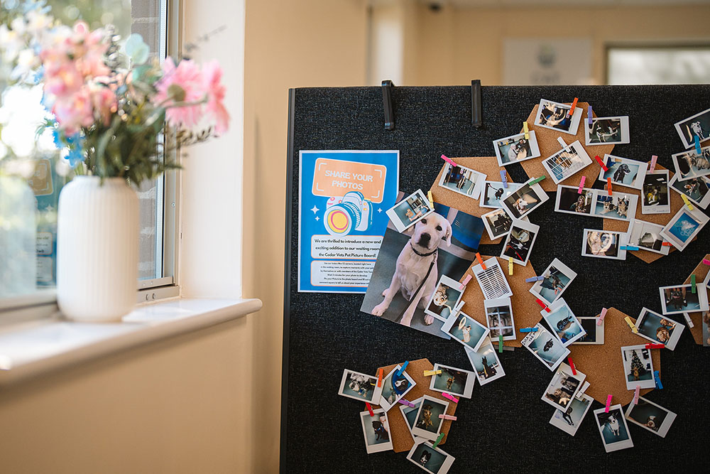 Cedar Vets Surgery