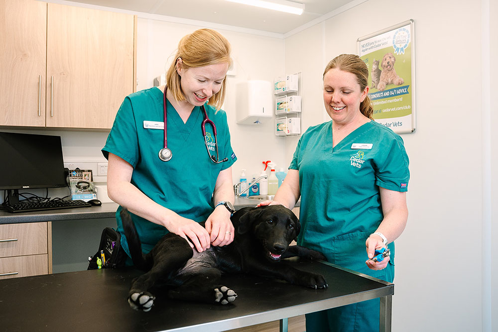 Cedars Bordon Vet check