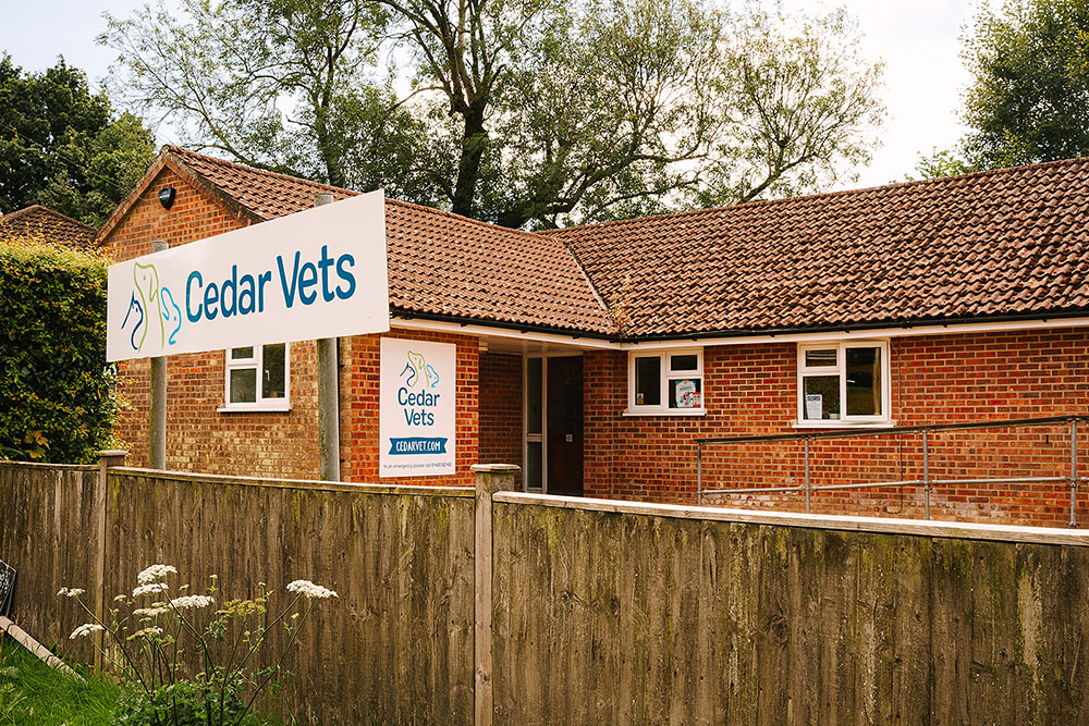 Cedars Four Marks Waiting area
