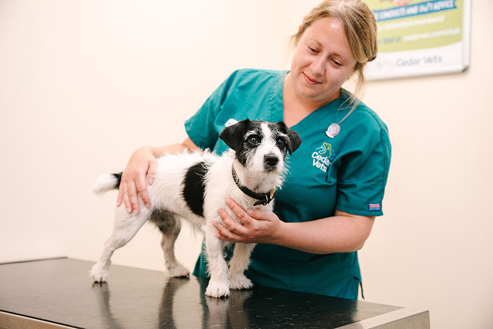 Dog at vet