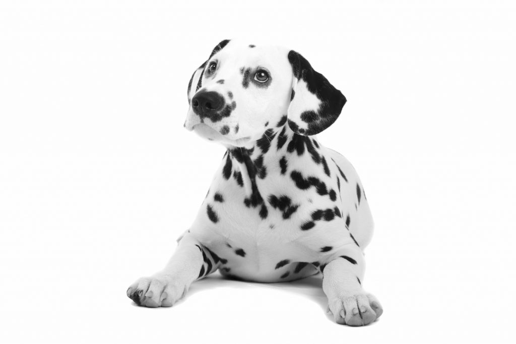 Cedar Vets Independent Hampshire practices in Alresford, Four Marks